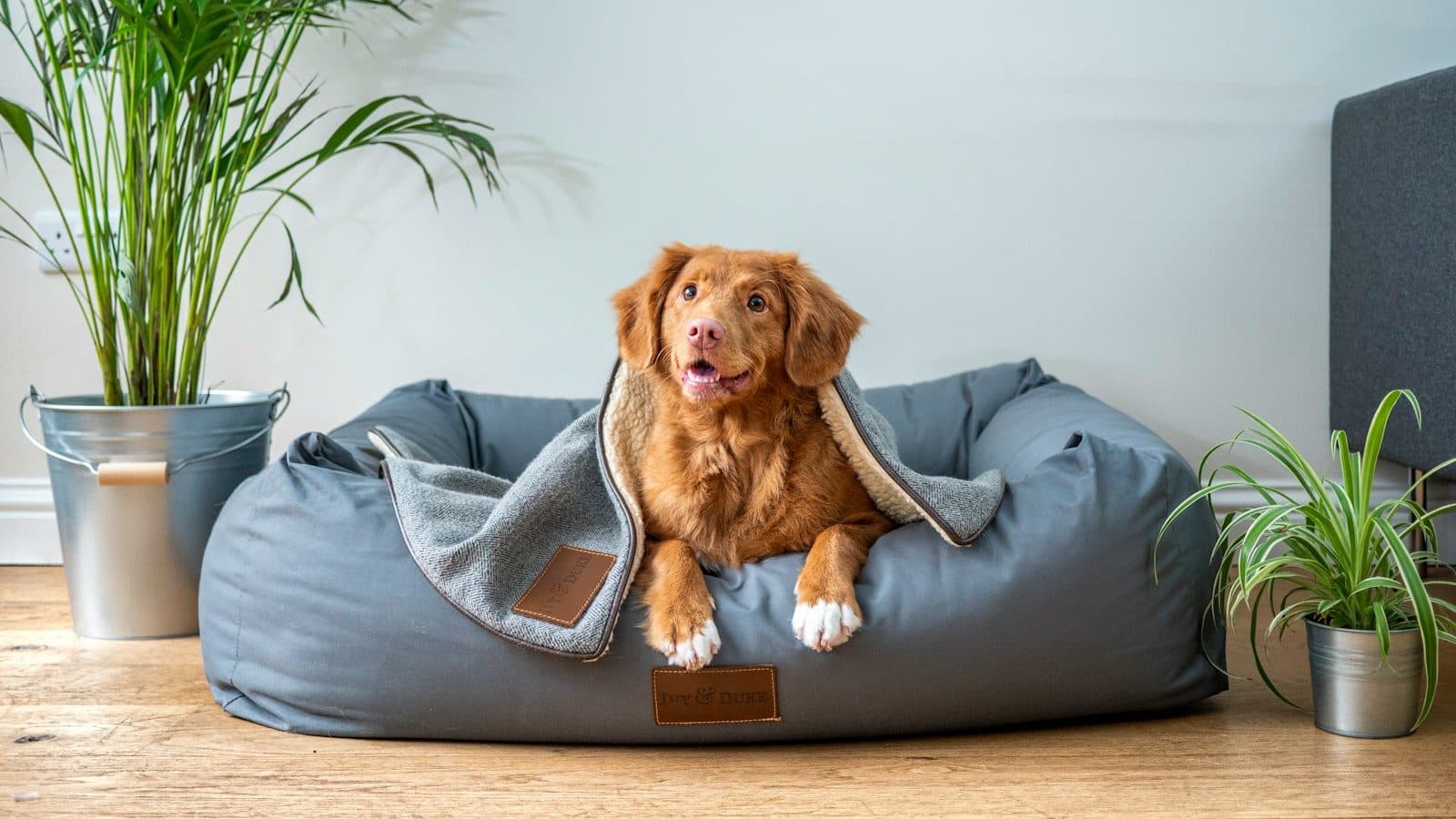 brown short coated dog on gray couch